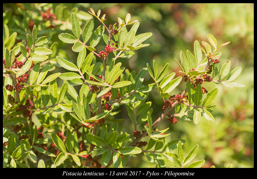 Pistacia-lentiscus2