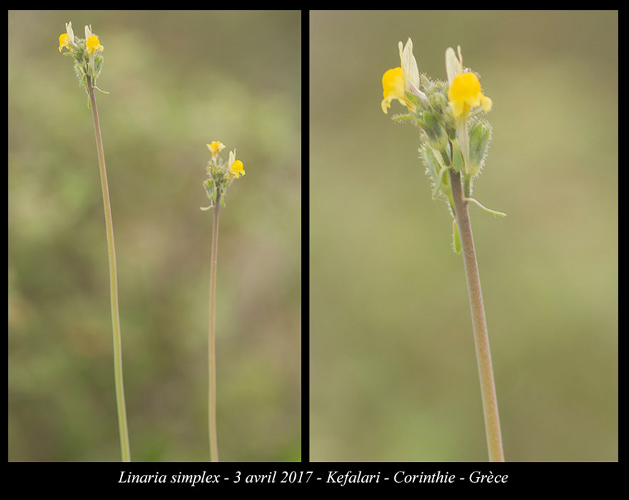 Linaria-simplex