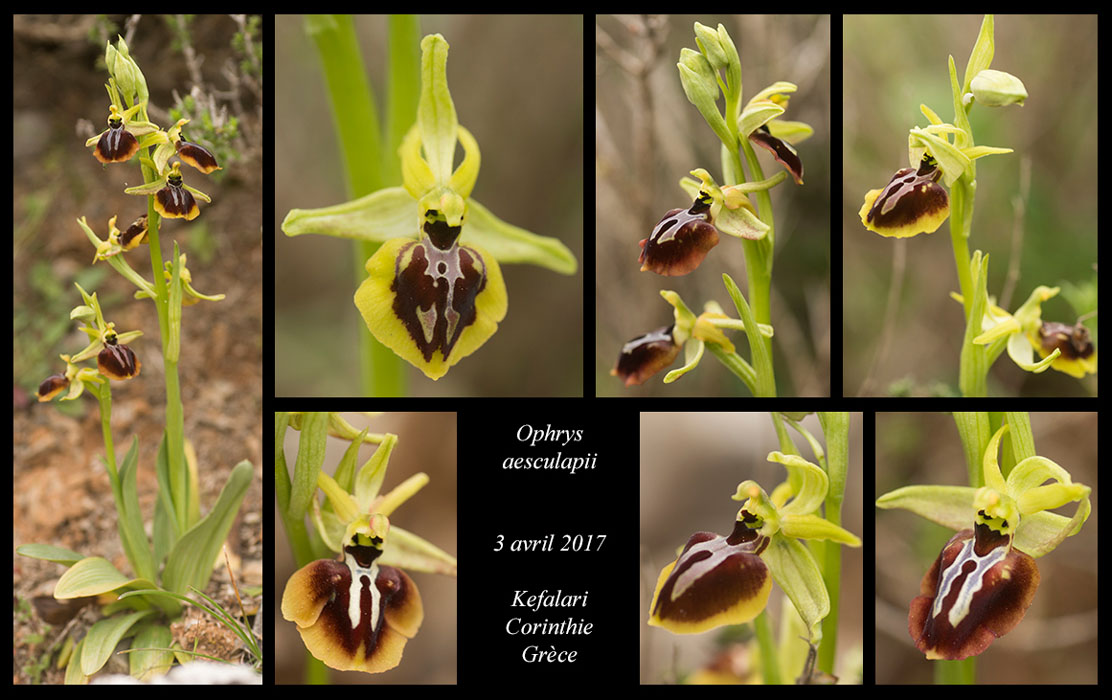 Ophrys-aesculapii
