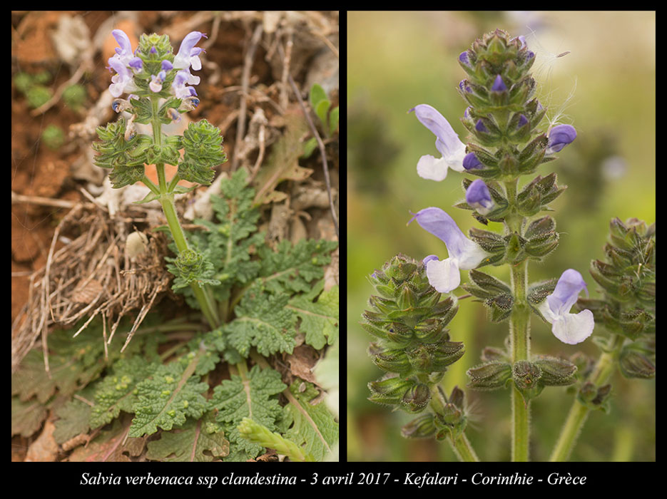 Salvia-verbenaca-ssp-clandestina