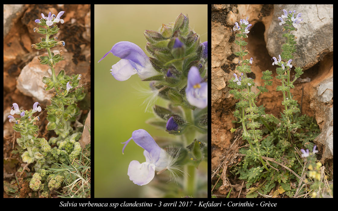 Salvia-verbenaca-ssp-clandestina2