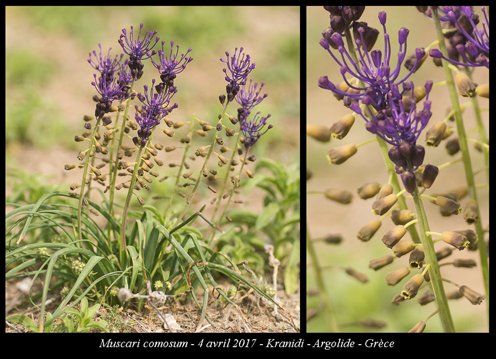 Muscari-comosum