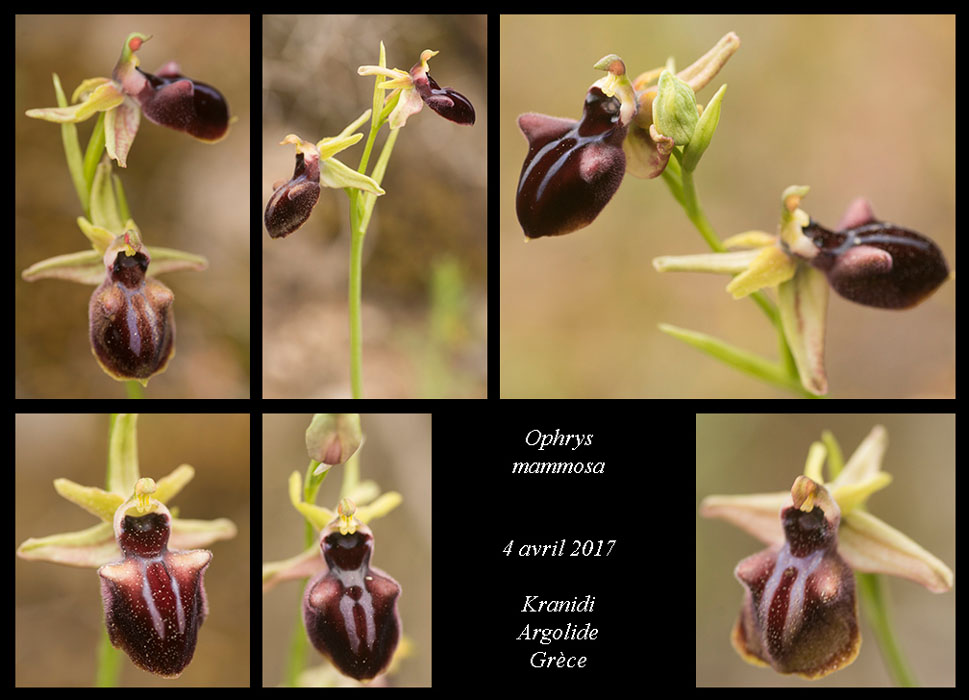 Ophrys-mammosa2