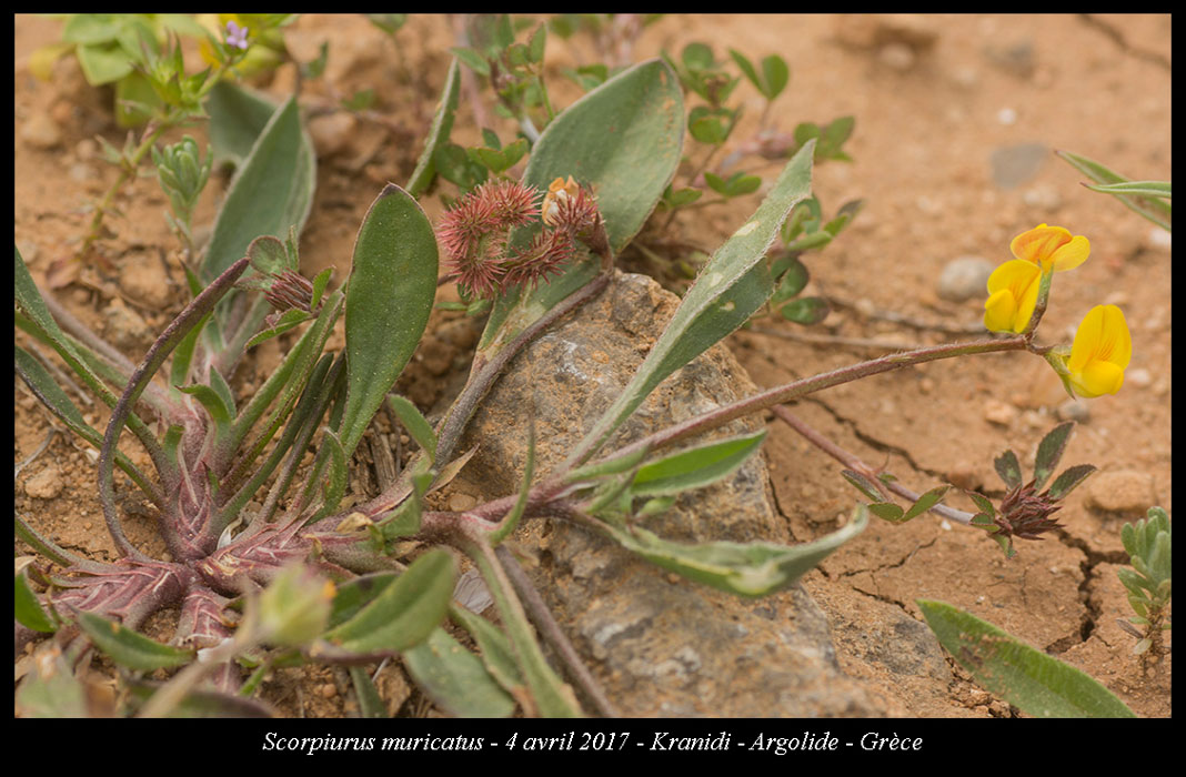 Scorpiurus-muricatus