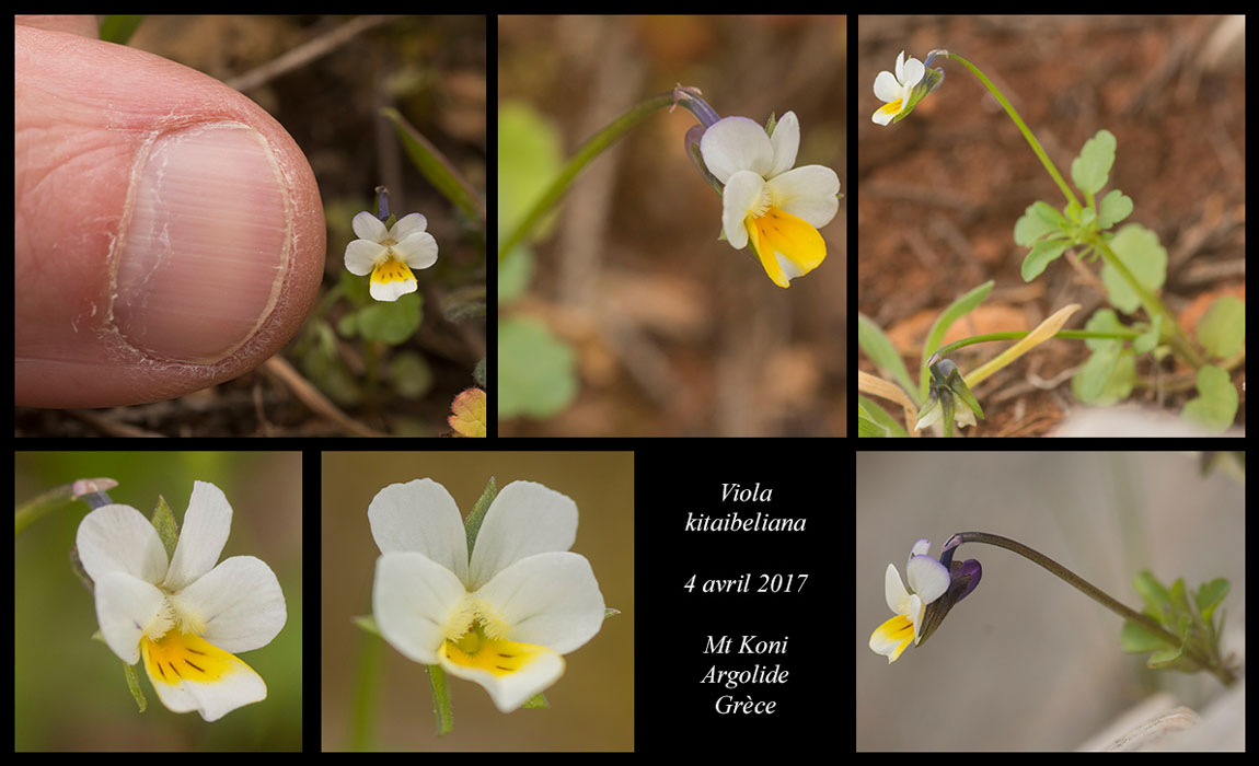 Viola-kitaibeliana
