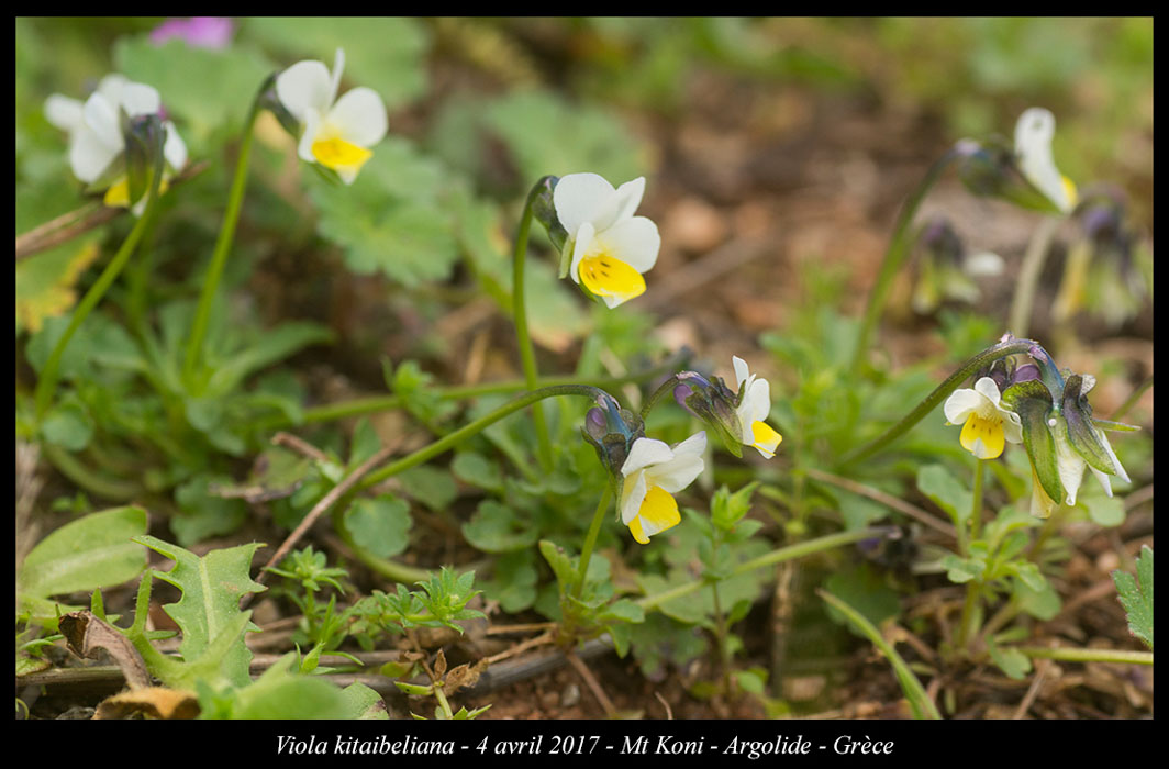 Viola-kitaibeliana3