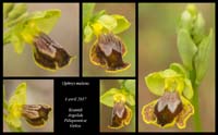Ophrys-melena4