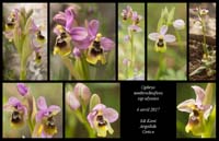 Ophrys-tenthredinifera-ssp-ulyssea3