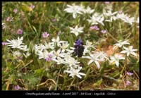 Ornithogalum-umbellatum2