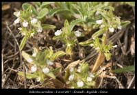 Sideritis-curvidens