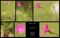 Silene-cretica