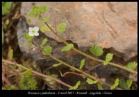 Veronica-cymbalaria