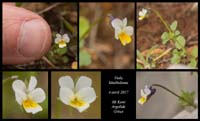 Viola-kitaibeliana