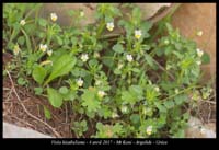 Viola-kitaibeliana2