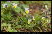 Viola-kitaibeliana3