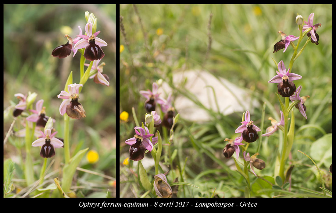 Ophrys-ferrum-equinum6