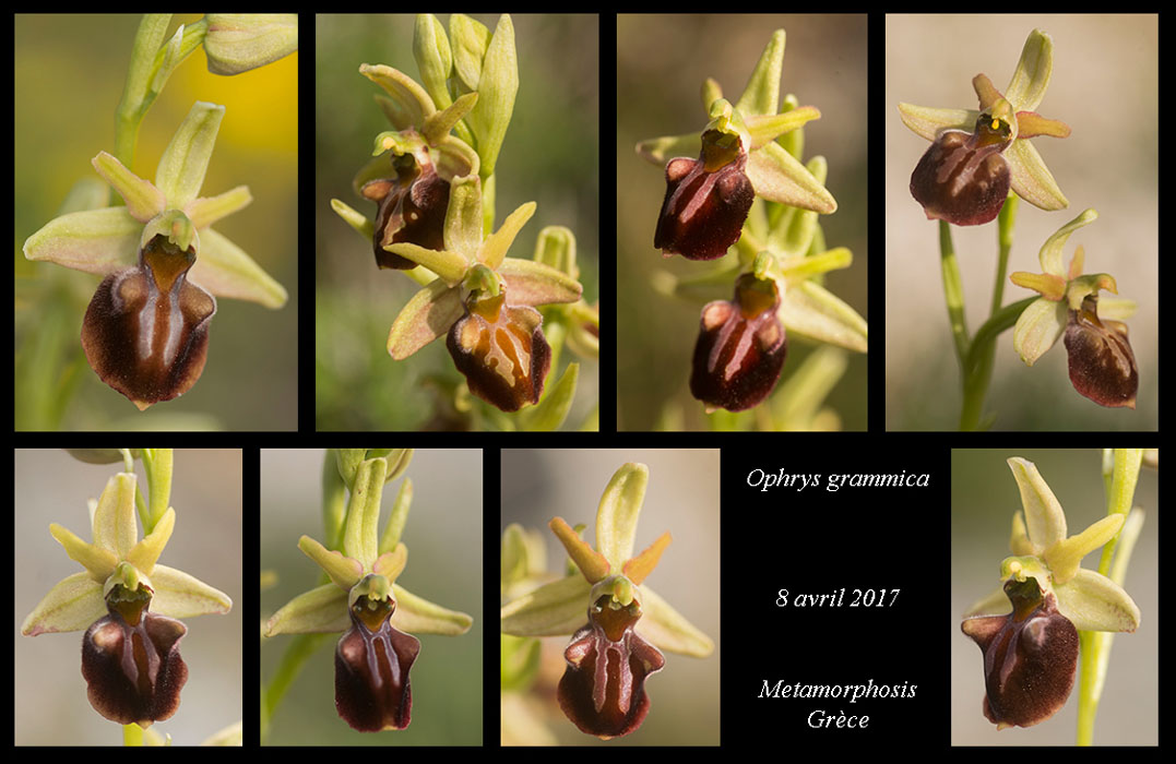 Ophrys-grammica