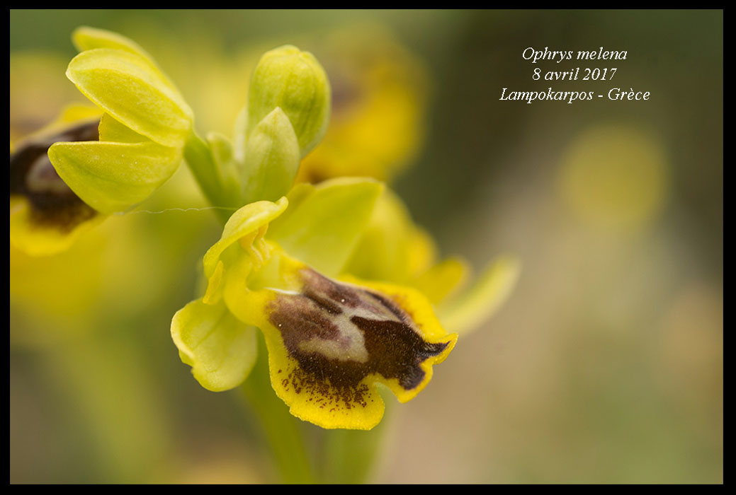 Ophrys-melena