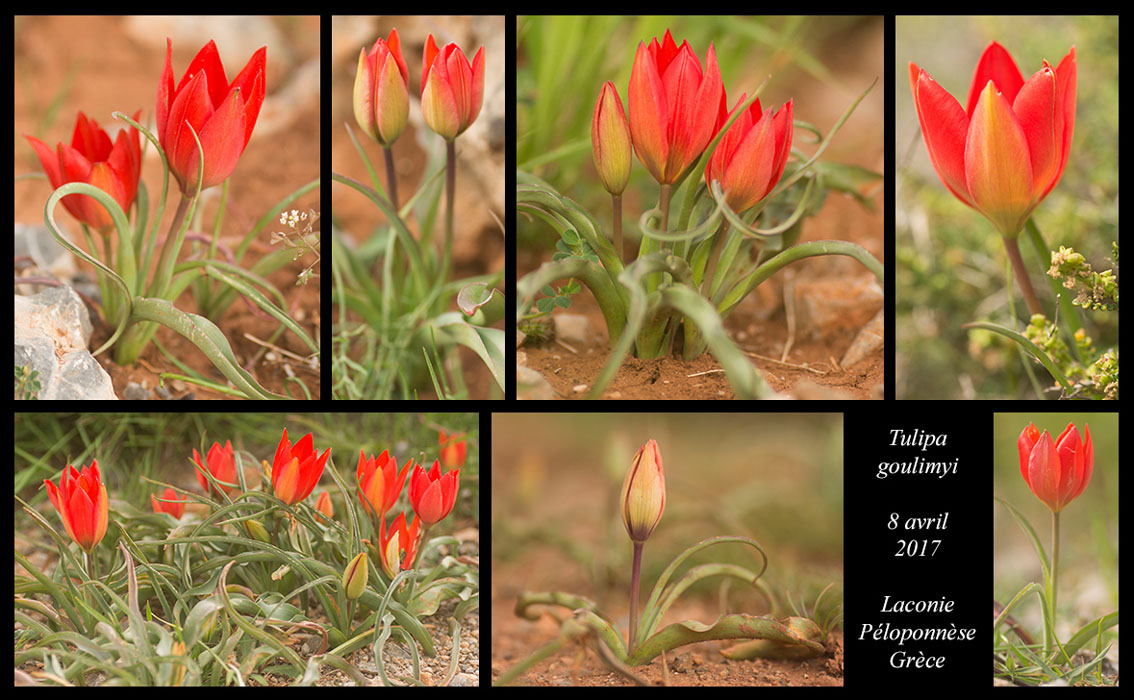 Tulipa-goulimyi