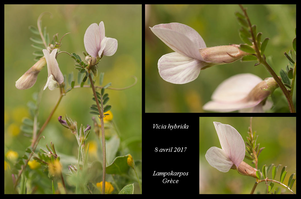 Vicia-hybrida