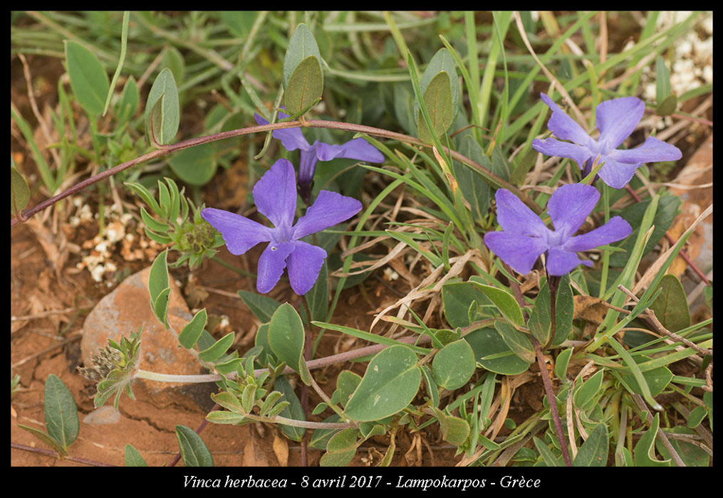 Vinca-herbacea