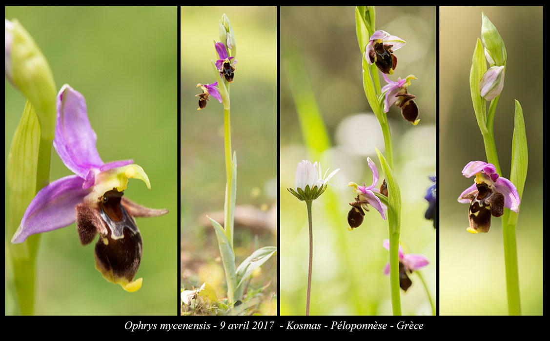 Ophrys-mycenensis