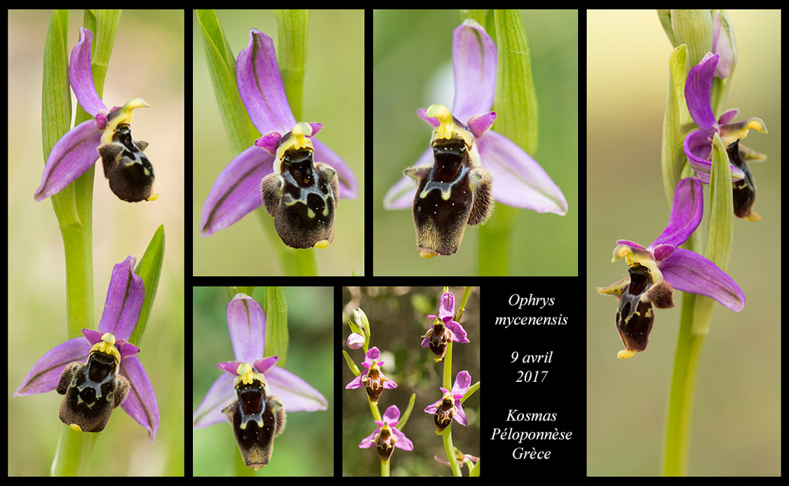 Ophrys-mycenensis3