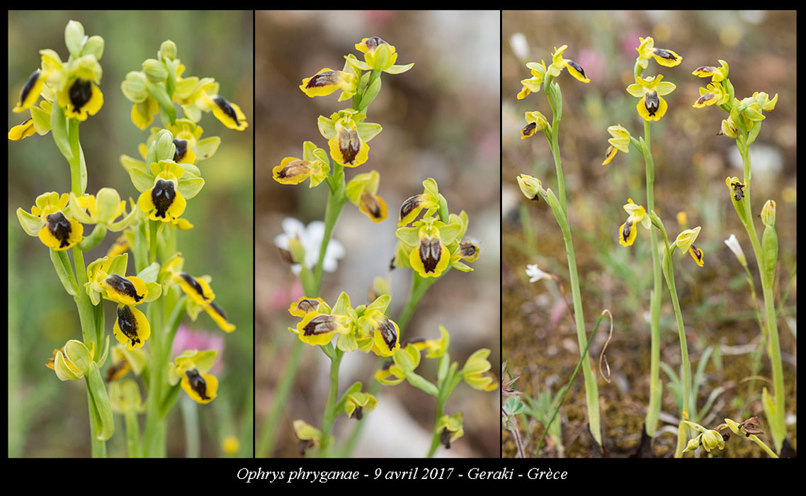 Ophrys-phryganae