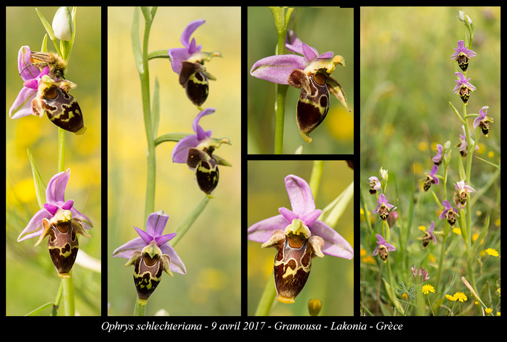 Ophrys-schlechteriana4