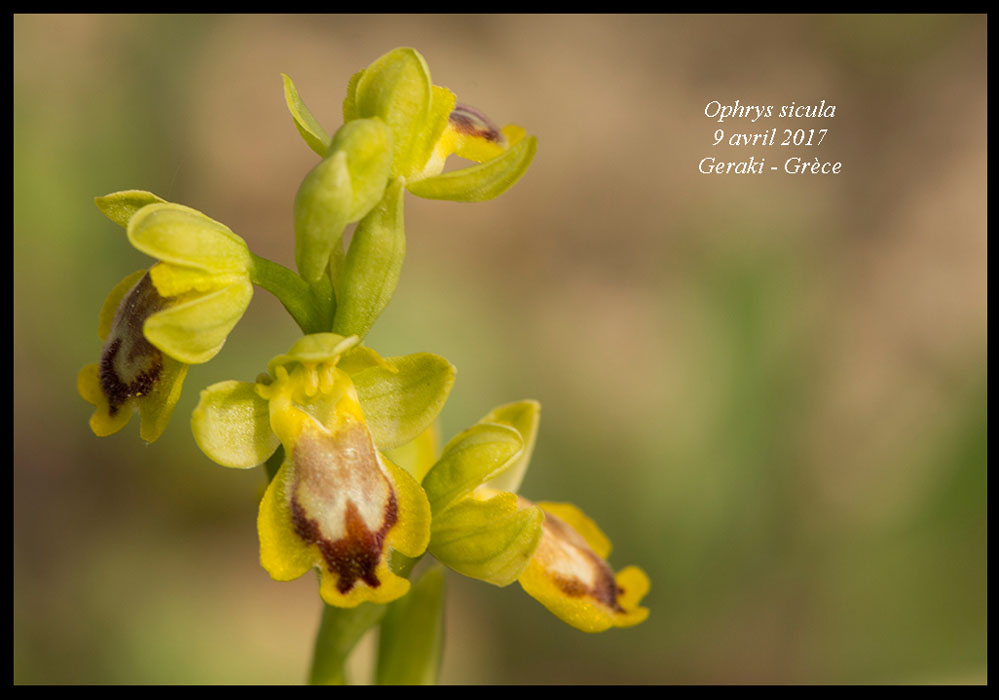 Ophrys-sicula