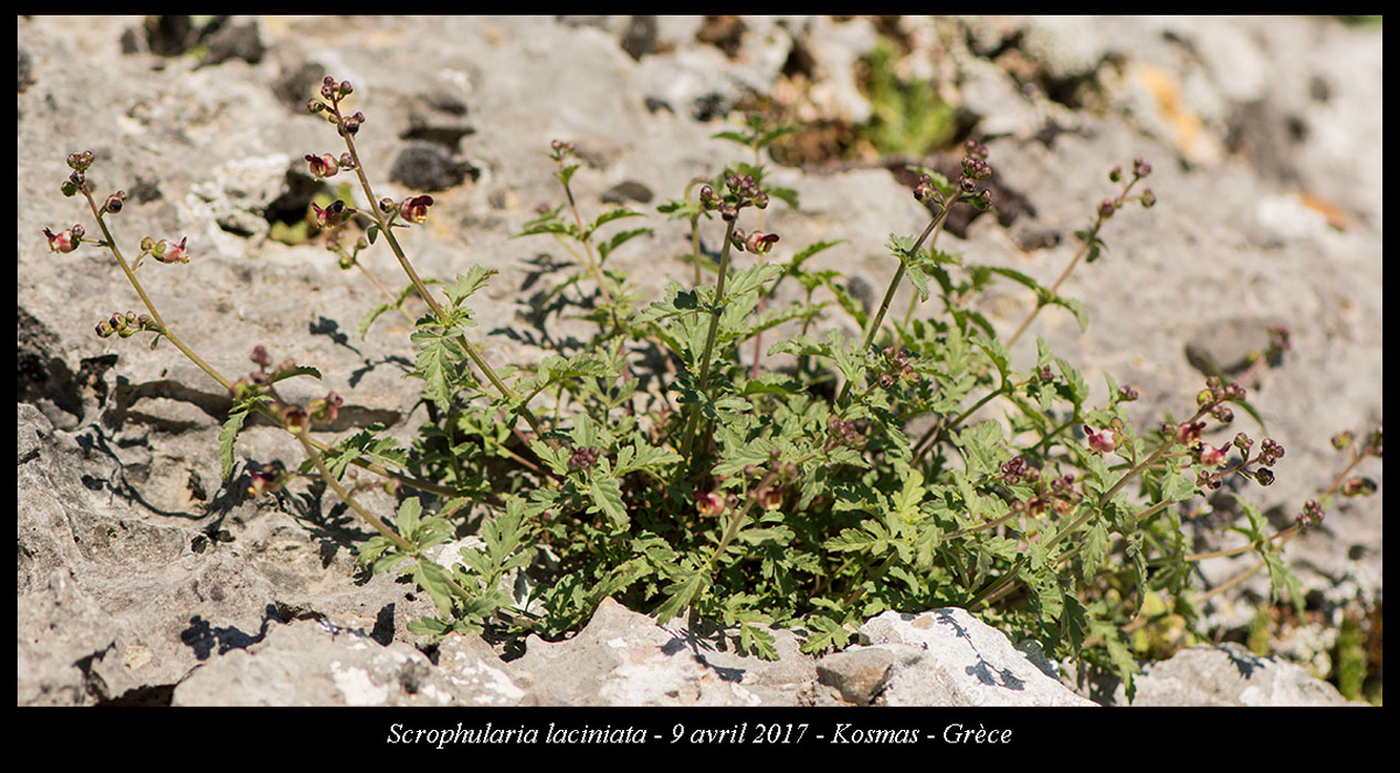 Scrophularia-laciniata