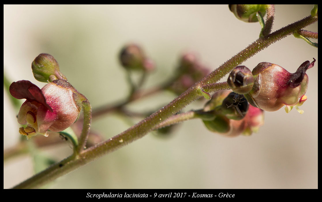 Scrophularia-laciniata3