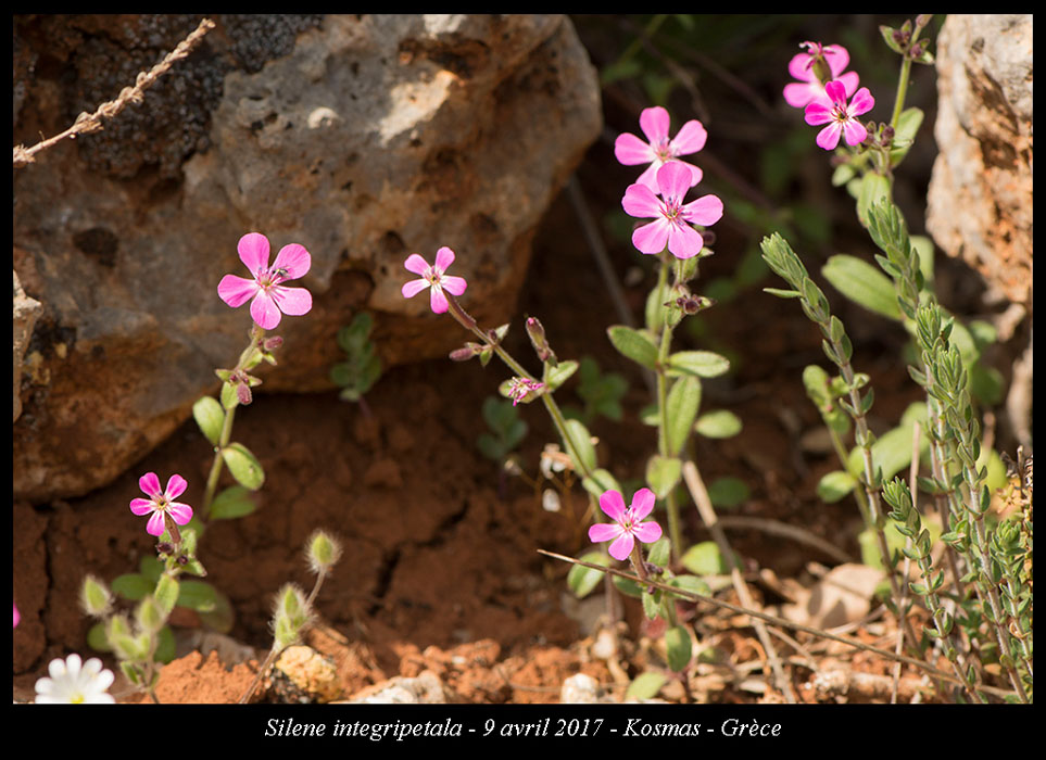 Silene-integripetala2