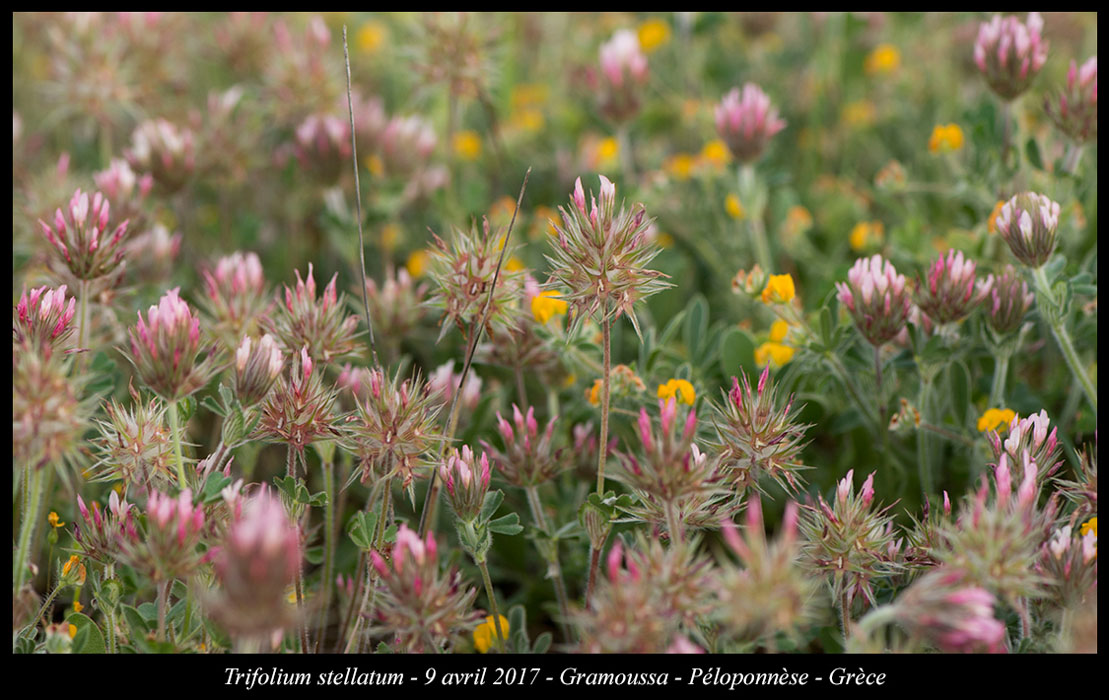 Trifolium-stellatum2