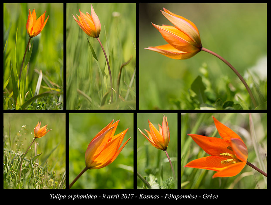 Tulipa-orphanidea