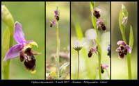 Ophrys-mycenensis