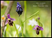 Ophrys-mycenensis2