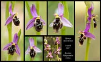 Ophrys-mycenensis3