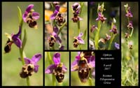 Ophrys-mycenensis4