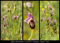 Ophrys-schlechteriana3