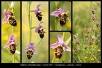 Ophrys-schlechteriana4