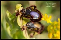 Ophrys-speculum