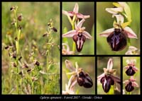 Ophrys-spruneri