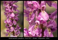 Orchis-mascula-x-pauciflora