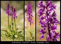 Orchis-mascula