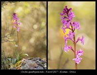 Orchis-quadripunctata