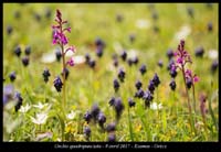 Orchis-quadripunctata2