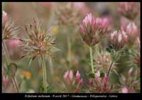 Trifolium-stellatum