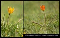 Tulipa-orphanidea2