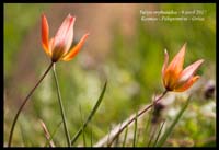 Tulipa-orphanidea3